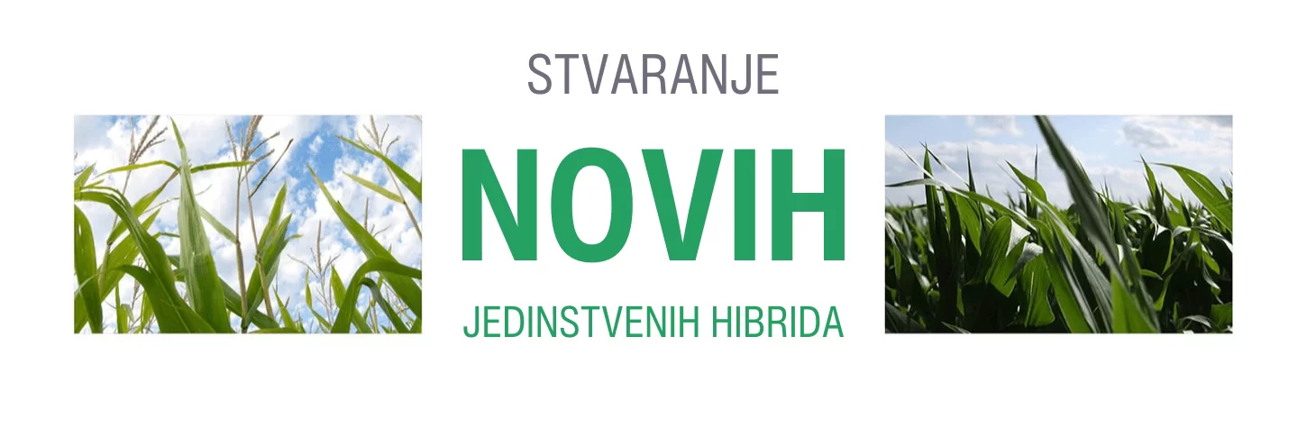 Stine je jedna od šest kompanija u svetu koje razvijaju nove inbred linije kukuruza, sa jedinstvenom bankom genetičkog materijala. Genetička osnova kompanije Stine već decenijama prolazi kroz testiranja velikih gustina setve, stvarajući materijal koji danas Stine koristi