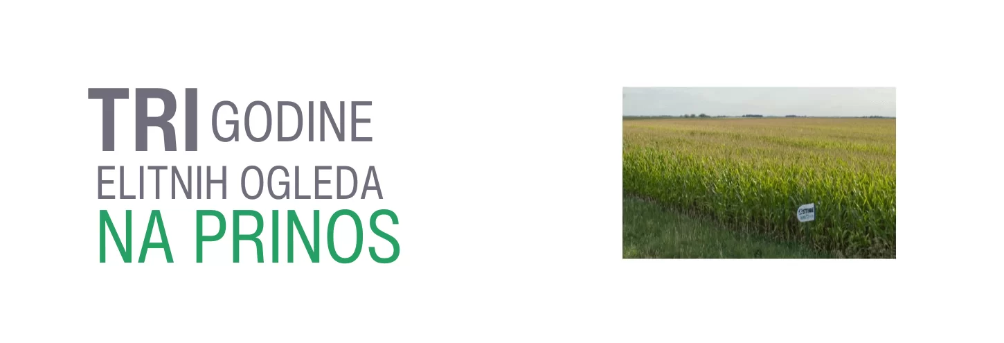 Linije koje uspešno završe pred-elitno testiranje služe kao izvor za nove populacije i nastavljaju dalje kroz najmanje tri godine testiranja pre nego što krenu u proizvodnju.